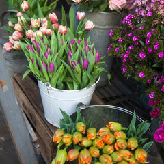 orange tulips in bouquet as a beautiful background