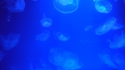 Naklejka na ściany i meble Beautiful jellyfish moving through the water neon lights