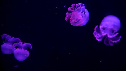 Naklejka na ściany i meble Beautiful jellyfish moving through the water neon lights