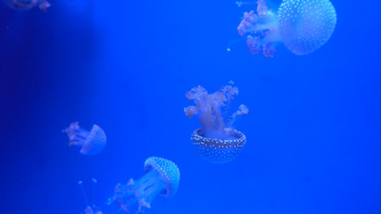Obraz premium Beautiful jellyfish moving through the water neon lights