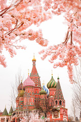Obraz premium beautiful spring unusual view of St. Basil's Cathedral. blooming Sakura in Moscow. spring season in Russia, Moscow