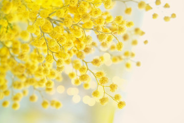 spring gentle composition with Mimosa flowers. Mimosa on white background, concept of spring season. symbol of 8 March, happy women's day. 