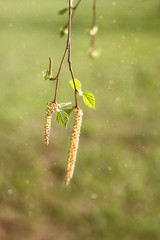 hello spring. aspring background with birch. young birch leaves and buds. soft selective focus, close up.