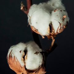 A branch of beautiful soft cotton flowers on a dark background, isolated, closeup.