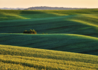 Obraz premium hilly field. picturesque hills of a spring field. spring hills