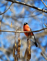 bullfinch on a branch