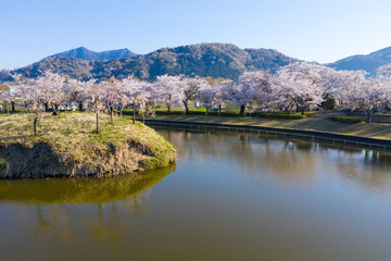 Fototapeta na wymiar 茨城県の北条大池の桜並木と筑波山