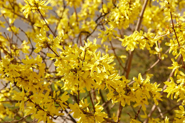 Border forsythia branch in springtime is an ornamental deciduous shrub. Forsythia flowers. Soft focus and blurry
