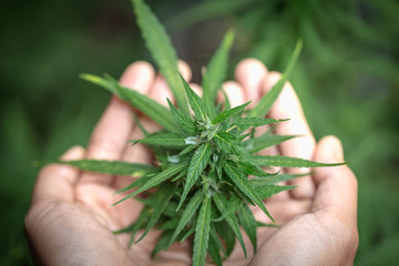 CBD source