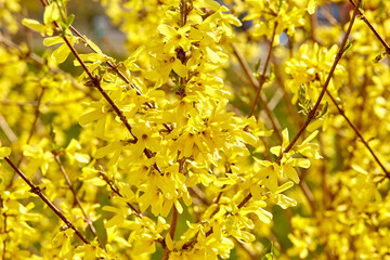 Border forsythia branch in springtime is an ornamental deciduous shrub. Forsythia flowers. Soft focus and blurry
