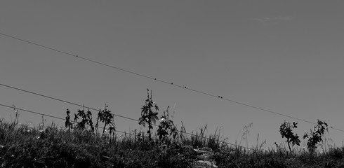 Paisaje blanco y negro