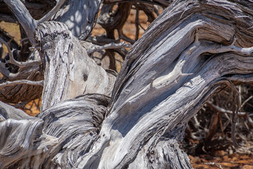 Old twisted tree stem at the Yardie Creek at Cape Range National Park Australia