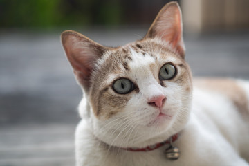 Close up view of a cute cat, selective focus.