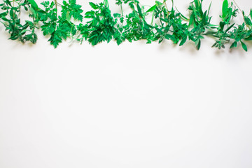 frame from green branches, leaves on a white background. flat lay, top view.