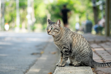 Tabby cat looking something on grass in the garden.