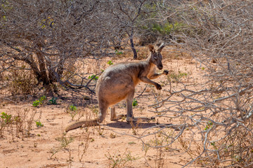 Wild kangaroo at the Cape Range National Park in Australia