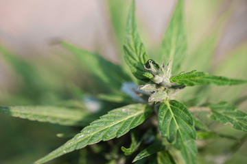 Marijuana flowering buds ( cannabis), hemp plant. Medical cannabis flowering plant.