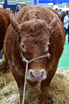 Paris; France - February 24 2019 : The Paris International Agricultural Show