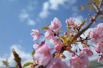桜