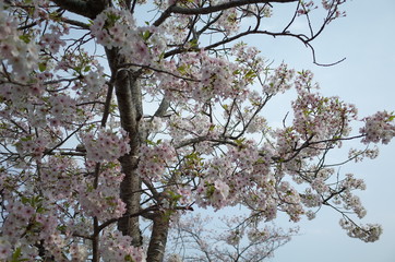 桜