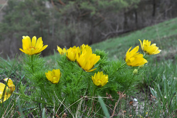 Fototapeta premium Adonis vernalis grows in the wild