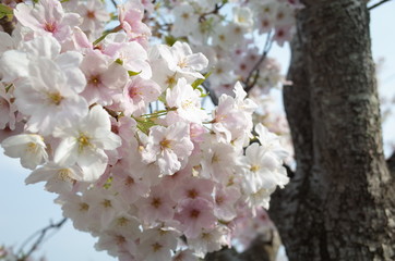Naklejka premium 桜