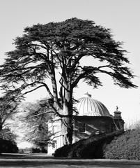 Tree take the shape of the chapel in Lulworth