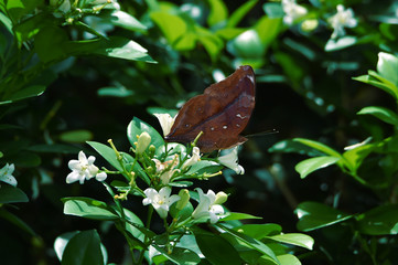 brown butterflies perch on white flowers and fresh green leave