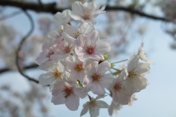 Obraz premium 桜