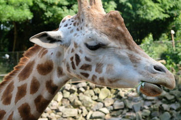 African Giraffe Giraffa camelopardalis. The giraffe is the tallest land mammal in the world. Giraffes are herbivores, eating leaves off trees.