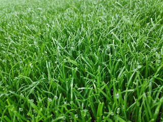 Obraz premium Grass in Niederlanden, Green
