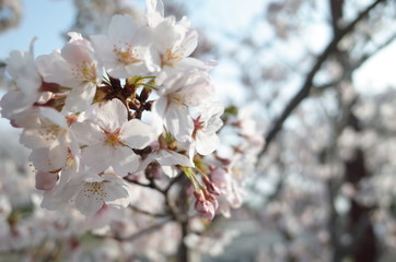 桜
