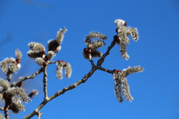 Trees Coming To Life, Pylypow Wetlands, Edmonton, Alberta