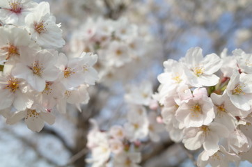 桜
