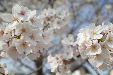 Obraz premium 桜