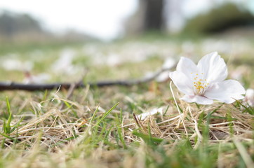 桜