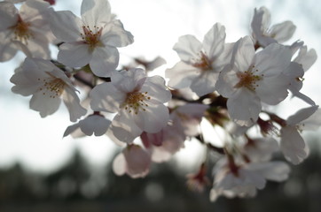 桜