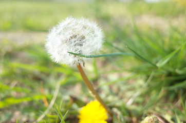 タンポポ