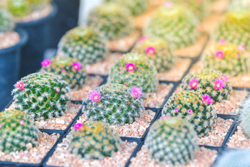 Various cactus and succulent plants.