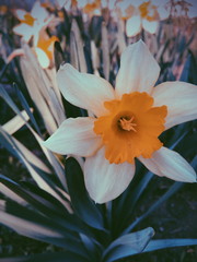 Fototapeta premium Processed with VSCO with p5 preset