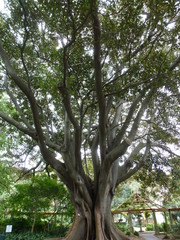 Fototapeta premium Baum