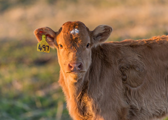 Angus Cattle grazing in evening sunlight.