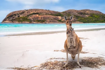 Fototapeten Känguru-Familie in Lucky Bay © anekoho