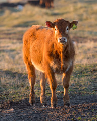 Angus Cattle grazing in evening sunlight