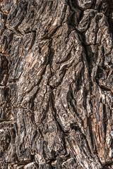 Bark of an old big tree