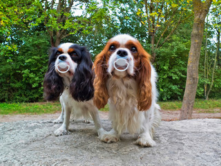 Cavalier King Charles