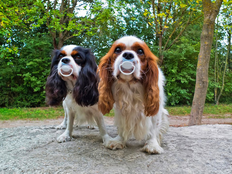 Cavalier King Charles