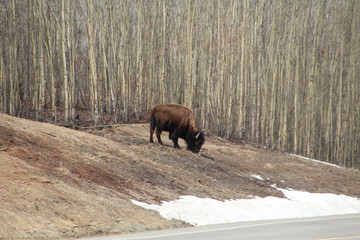Bison On The Hill, Elk Island National Park, Alberta
