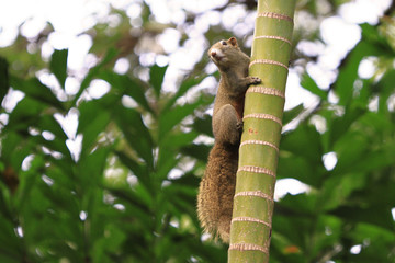Squirrel in the hong kong park 2010