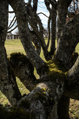 LIEPUPE, LATVIA - APRIL 13, 2019: Old tree with moss - Liepupes Muiza manor in beautiful sunny Spring weather with blue sky and clouds